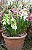 HYACINTHUS ORIENTALIS LINNOCENCE,  FORCED POT PLANT BULB,  SHOWING HAZEL TWIG SUPPORT,  FEBRUARY