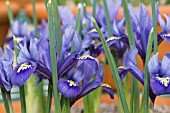 IRIS RETICULATA JOYCE,  HARDY BULB,  FEBRUARY