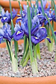 IRIS RETICULATA JOYCE,  HARDY BULB,  FEBRUARY