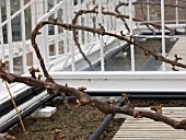 VINE IN GLASSHOUSE