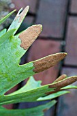 PLATYCERIUM BIFURCATUM,  STAGS HORN FERN,  SPORE MASSES ON BACK OF LEAVES,  FEBRUARY