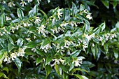 SARCOCOCCA CONFUSA,  CHRISTMAS BOX,  EVERGREEN SHRUB,  JANUARY