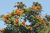 SORBUS SARGENTII,  DECIDUOUS TREE,  NOVEMBER