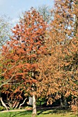 TAXODIUM DISTICHUM,  SWAMP CYPRESS,  LEFT,  METASEQUOIA GLYPTOSTROBOIDES,  DAWN REDWOOD,  FOREGROUND,  NOVEMBER