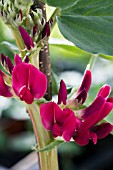 VINCA FABA,  ORNAMENTAL BROAD BEAN KENT BLUE,  EARLY FORCED VEGETABLE,  FEBRUARY