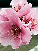 NECTARINE PINEAPPLE BLOSSOM (PRUNUS PERSICA NECTARINA)