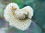 ANEMONE JAPONICA,  EXPLODED SEED POD,  JANUARY