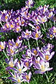 CROCUS TOMMASINIANUS,  HARDY BULB,  JANUARY