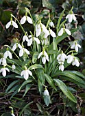 GALANTHUS ELWESII,  SNOWDROP,  JANUARY