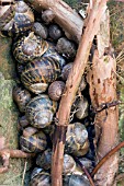 HIBERNATING SNAILS AMONGST HYDRANGEA PETIOLARIS,  JANUARY