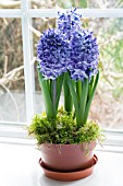 HYACINTHUS ORIENTALIS BLUE JACKET,  FORCED BULB,   IN POT WITH MOSS ON WINDOWSILL,  JANUARY