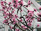 NECTARINE PINEAPPLE IN BLOSSOM IN GLASSHOUSE(PRUNUS PERSICA NECTARINA)