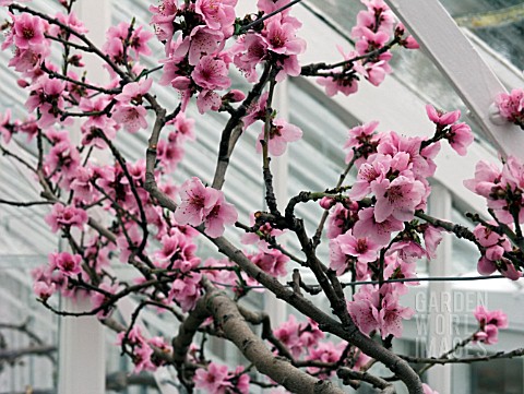 NECTARINE_PINEAPPLE_IN_BLOSSOM_IN_GLASSHOUSEPRUNUS_PERSICA_NECTARINA