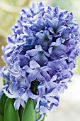 HYACINTHUS ORIENTALIS BLUE JACKET