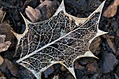 ILEX AQUIFOLIUM,  SKELETONISED LEAF,  JANUARY