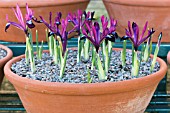 IRIS RETICULATA J S DIJT