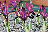 IRIS RETICULATA J S DIJT