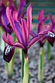 IRIS RETICULATA J S DIJT