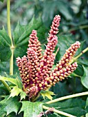 MAHONIA MAIREI,  EVERGREEN SHRUB,  FEBRUARY