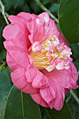 CAMELLIA JAPONICA LADY CLARE,  JANUARY