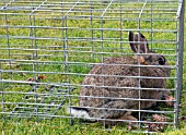 HUMANE RABBIT TRAP