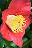 CAMELLIA JAPONICA,  SINGLE RED,  JANUARY