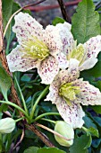 CLEMATIS CIRRHOSA,  EVERGREEN CLIMBER,  JANUARY