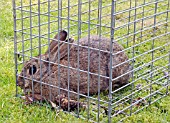 HUMANE RABBIT TRAP