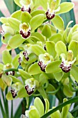 CYMBIDIUM HYBRID GREEN & MAROON,  TENDER ORCHID,  FEBRUARY