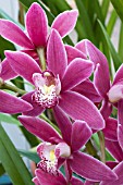 CYMBIDIUM MAYFAIR,  TENDER ORCHID,  FEBRUARY