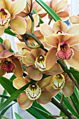 CYMBIDIUM VALLEY PICTURE EVEREST,  TENDER ORCHID,  FEBRUARY