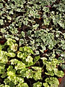 IVY LEAVED PELARGONIUM READY TO PLANT