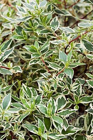 ABELIA_X_GRANDIFLORA_FRANCIS_MASON__HARDY_SHRUB__FEBRUARY