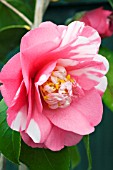 CAMELLIA JAPONICA KRAMERS SUPREME,  HARDY EVERGREEN SHRUB,  FEBRUARY