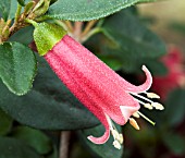 CORREA DUSKY BELLS,  TENDER SHRUB,  FEBRUARY