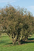 CORYLUS AVELLANA CONTORTA,  CORKSCREW HAZEL,  MATURE SPECIMEN,  FEBRUARY