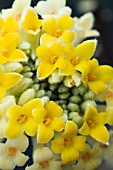 EDGEWORTHIA CHRYSANTHA,  TENDER SHRUB,  FEBRUARY