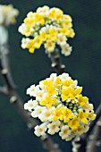 EDGEWORTHIA CHRYSANTHA,  TENDER SHRUB,  FEBRUARY