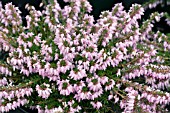 ERICA CARNEA R B COOKE