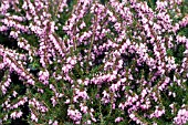 ERICA X DARLEYENSIS J W PORTER