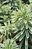 EUPHORBIA CHARACIAS SILVER SWAN (WILCOTT),  HARDY PERENNIAL,  FEBRUARY