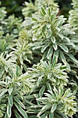 EUPHORBIA CHARACIAS SILVER SWAN (WILCOTT),  HARDY PERENNIAL,  FEBRUARY