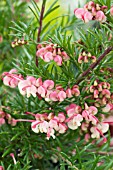 GREVILLEA ROSMARINIFOLIA JENKINSII,  TENDER SHRUB,  FEBRUARY