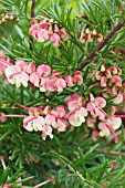 GREVILLEA ROSMARINIFOLIA JENKINSII,  TENDER SHRUB,  FEBRUARY