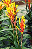 GUZMANIA DISSITIFLORA,  TENDER BROMILIAD POT PLANT,  FEBRUARY