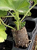 PELARGONIUM PLUG RAISED READY TO PLANT