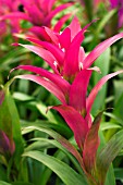 GUZMANIA PAPILIO,  TENDER BROMILIAD POT PLANT,  FEBRUARY