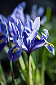 IRIS RETICULATA CANTAB,  HARDY BULB,  FEBRUARY