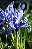 IRIS RETICULATA CANTAB,  HARDY BULB,  FEBRUARY