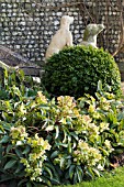 HELLEBORUS ANGUSTIFOLIUS,  STEPS TO WEST DEAN COLLEGE,  FEBRUARY